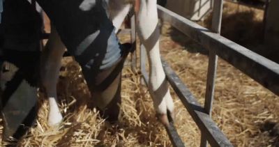 Good girl. - Cow