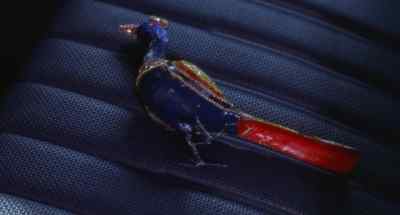 I'm a pretty bird. - The Visitor