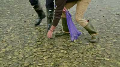 I'm actually standing on them,
it was a proper oyster bed. - Gordon Ramsay: Uncharted