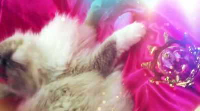 - I'm Cat Purry - Greatland