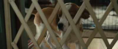 I'm coming, CJ!
[grunts] - A Dog's Journey