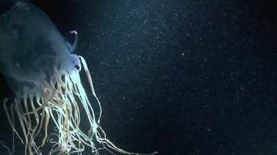 I'M CONSTANTLY AMAZED AT WHAT
EVOLUTION CAN COME UP WITH. - Strange Evidence