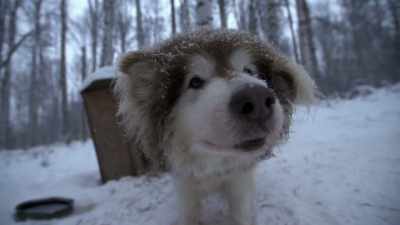 I'm everything to these dogs,
and they've known me since - Life Below Zero: Next Generation