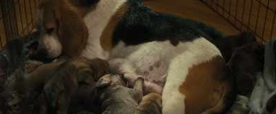 I'm finding good homes
for every single one of your cuties. - A Dog's Journey
