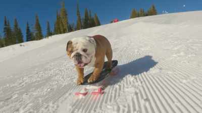 I'm going straight! - Powder Pup