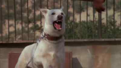 I'm gonna break ya. - White Dog
