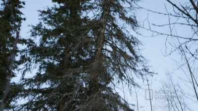 I'm gonna cut this tree down
for firewood. - Life Below Zero: First Alaskans