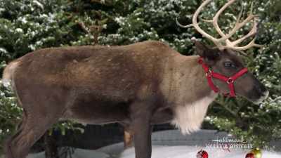I'm gonna go back and see if
Alec has gotten here yet... - Northern Lights of Christmas