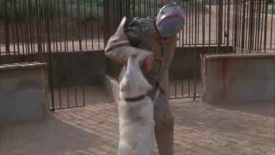 I'm gonna make you learn... - White Dog