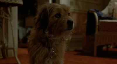 I'm gonna turn around,
go back to the kitchen and eat my dinner. - Oh Heavenly Dog