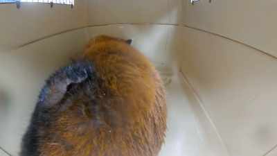 I'm happier now that
he righted himself, - Secrets of the Zoo