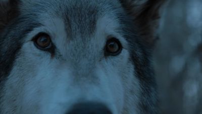 I'm heading north, girl. - Game of Thrones