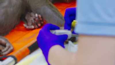 I'm just holding my breath that
eebi's ultrasound is normal, - Secrets of the Zoo