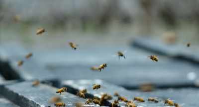 I'm leaving a day
and a half here, - The Pollinators