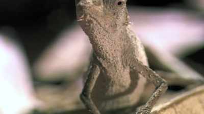 I'm, like, the tallest chameleon
on the team. - Absurd Planet