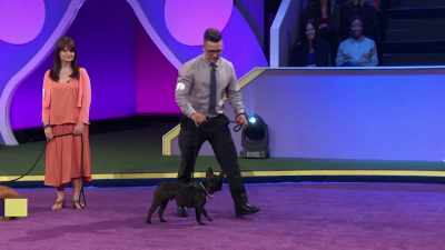 I'm looking for that snoring dog, Kai. - 2022 American Rescue Dog Show