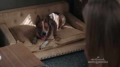 I'm looking to have
my dog groomed - Chronicle Mysteries: The Wrong Man