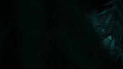 I'm looking specifically
at the fall of 1993, - Sasquatch
