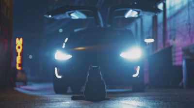 I'm looking for the alley cats. - Cats & Dogs 3: Paws Unite
