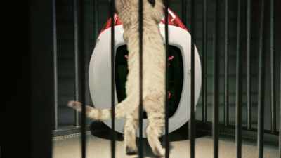 I'm not a cat toy, you know?
- [meowing] - I Am Frankie