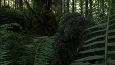 I'm not an exact match, - Expedition Bigfoot