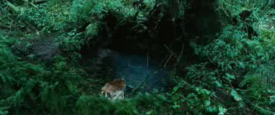 But dying in the place of someone I love seems like a good way to goWINGS FLUTTERINGOMINOUS THEME PLAYINGBELLA So I can't bring myself to regret the decision to leave homeI would miss PhoenixI'd miss the heatI would miss my loving erratic harebrained - Twilight