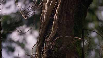 I'm obsessed with the tree
being strangled to death. - Trees and Other Entanglements