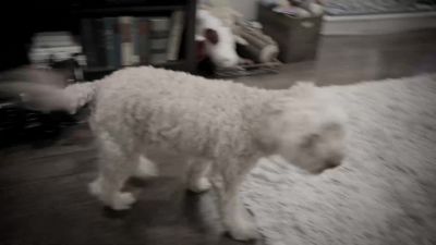 I'm officially on the list. - Cesar Millan: Better Human, Better Dog