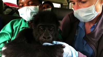 I'm particularly interested
in working with gorillas - One Day at Disney