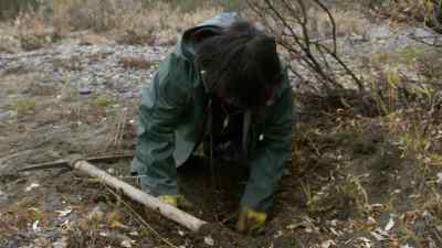 I'M PICKING THEM
TO COOK THEM FOR DINNER TONIGHT. - The Last Alaskans