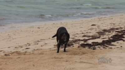 I'm ready to have
my own dog 'cuz - Island of Bryan