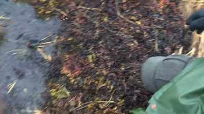 I'm seeing a lot of seaweed, - Alone: Frozen