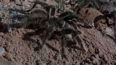 I'm seeing this,
but I don't believe it. - Kingdom of the Spiders