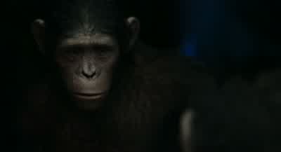 I'm so sorry... - Dawn of the Planet of the Apes