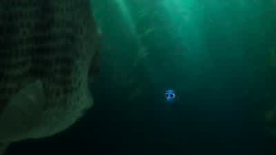 I'm sorry I suffer from short term remembory loss - Finding Dory