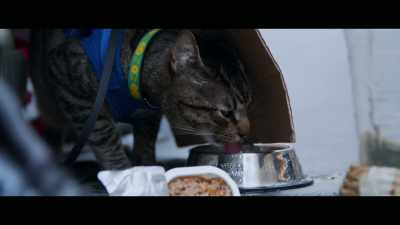I'm sorry, when I
think about him. - Cat Daddies
