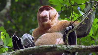 I'm Stan the proboscis monkey, - Absurd Planet