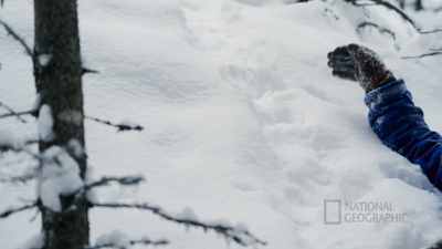 I'm starting to see
predator sign like, - Life Below Zero: First Alaskans