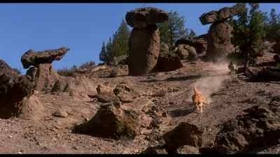 I'm such a wimp I'm runnin' from a cat - Homeward Bound: The Incredible Journey