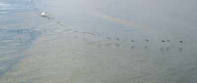 I'm Summer Sands,
broadcasting live - Bernie the Dolphin 2