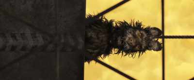 I'm the one
that tried to make you - Isle of Dogs