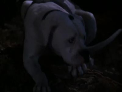 I'm too pooped to poop - Homeward Bound: The Incredible Journey