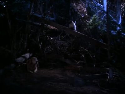 I'm too tired to sleep - Homeward Bound: The Incredible Journey
