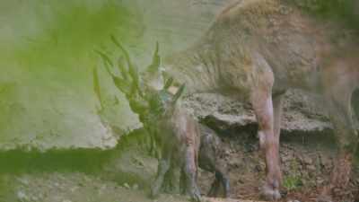 I'm very thankful that
florence is doing really well. - Secrets of the Zoo