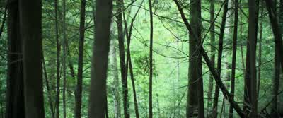 I'm Viola. - Chaos Walking