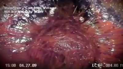 IMAGINE AN ARMY OF THESE JELLYFISH - Strange Evidence