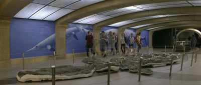 Imagine swimming
with that guy, - Dino Dana: The Movie
