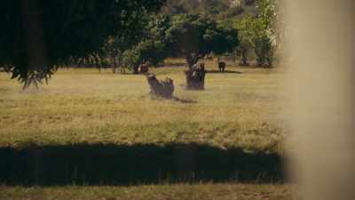 [imitates rhino call] - The Reluctant Traveler with Eugene Levy