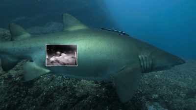 În 12 luni de gestaţie,
produc sute de ouă. - Baby Sharks