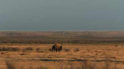 In 1846,
a decade-long drought began, - The American Buffalo